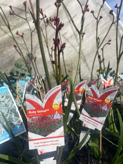 Anigozanthos 'Ruby Velvet™'