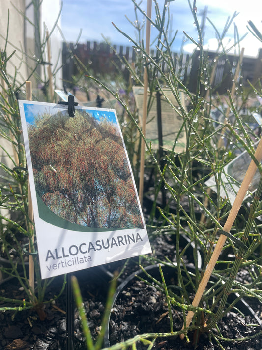 Allocasuarina verticillata