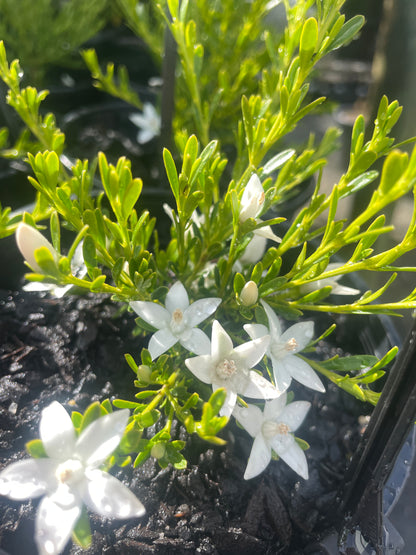 Crowea exalata 'White Star'