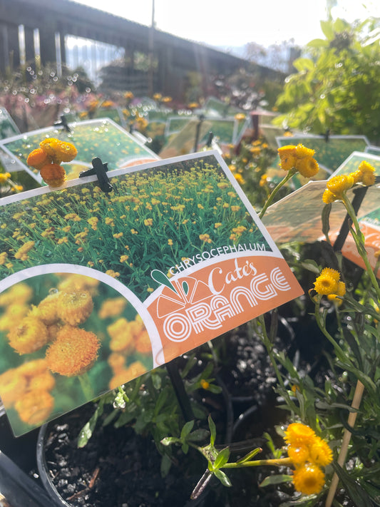 Chrysocephalum apiculatum 'Cates Orange'