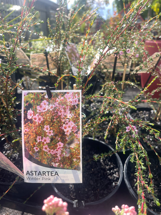 Astartea 'Winter Pink'