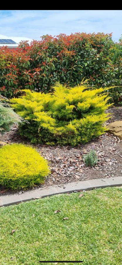 Cupressus macrocarpa 'Golden Halo'