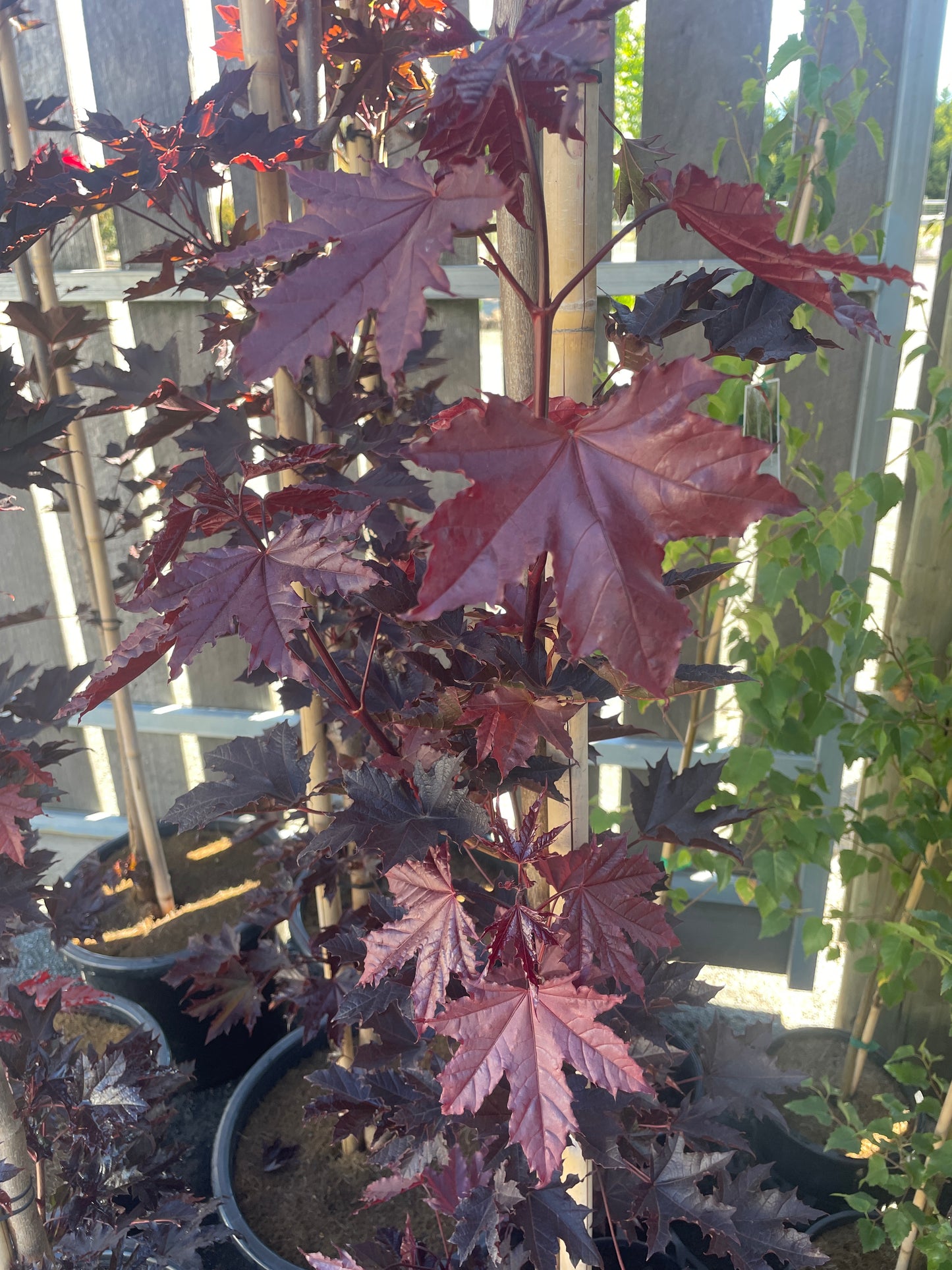Acer platanoides 'Crimson Sentry'