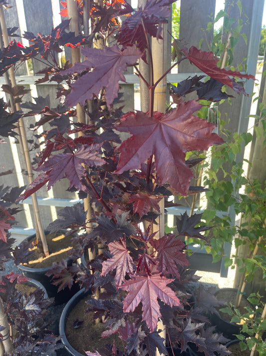 Acer platanoides 'Crimson Sentry'