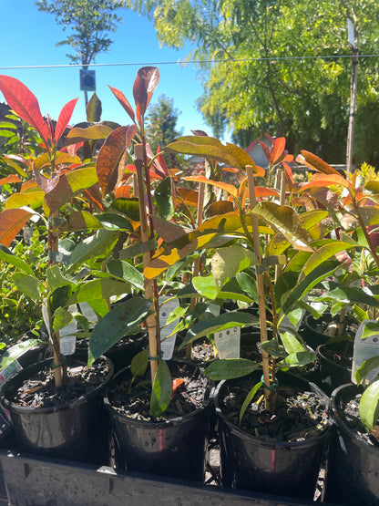 Photinia robusta