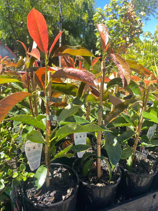 Photinia robusta