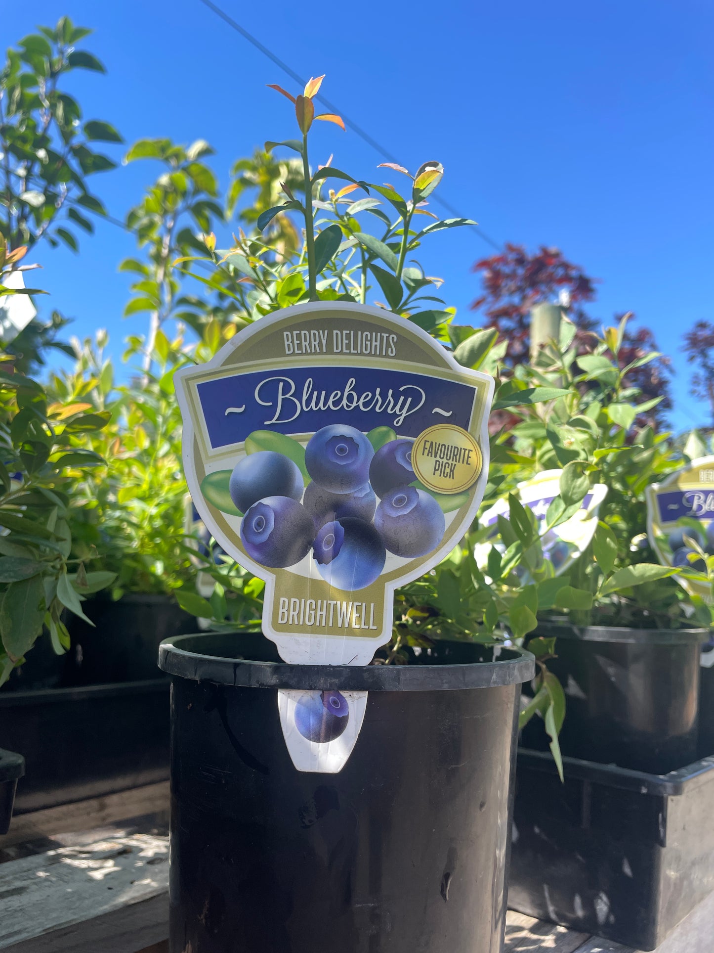 Vaccinium 'Brightwell' - Blueberry