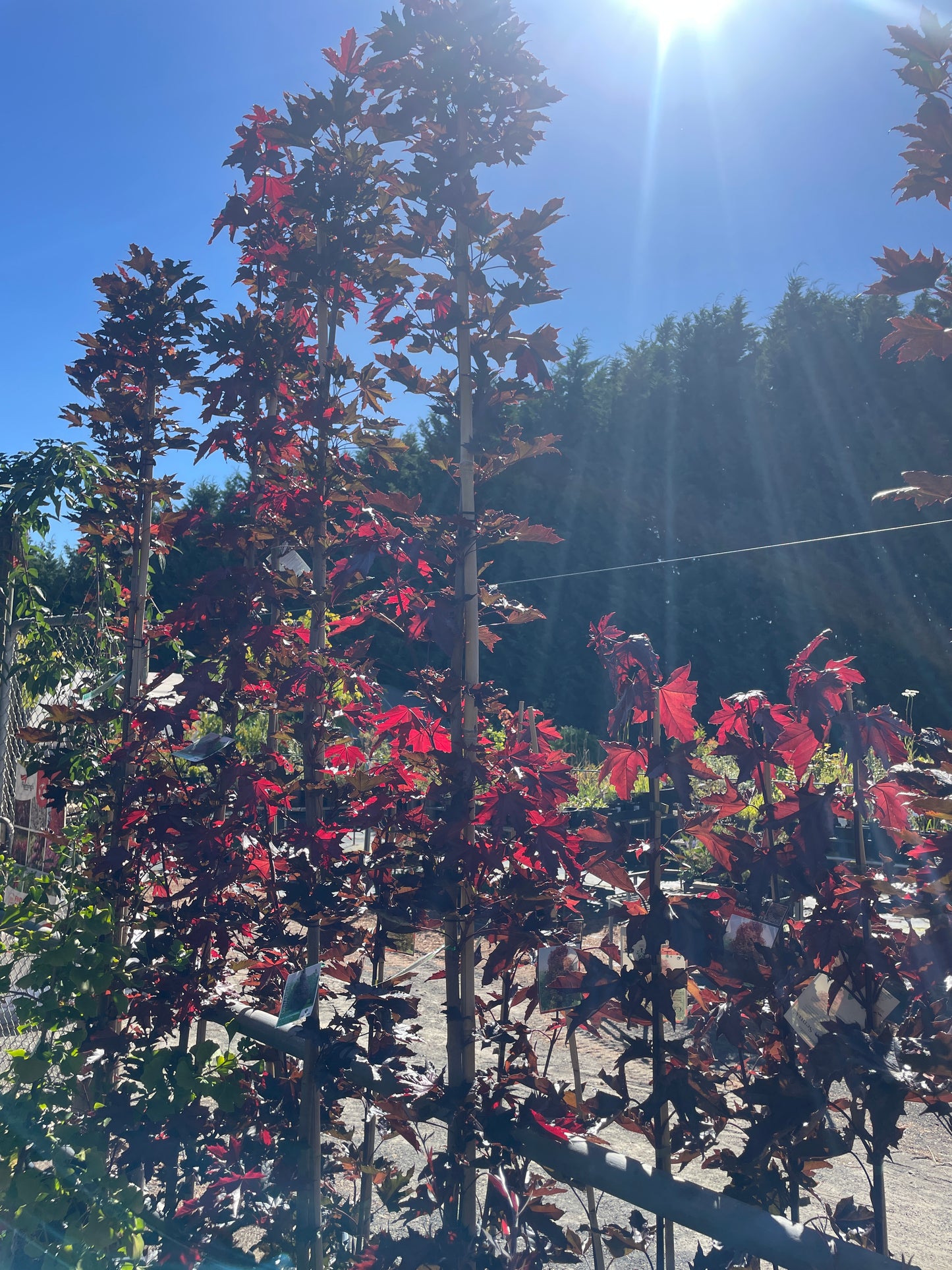 Acer platanoides 'Crimson Sentry'