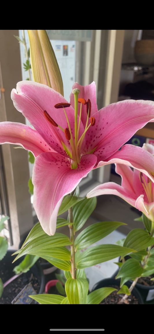 Lilium 'Sorbonne'