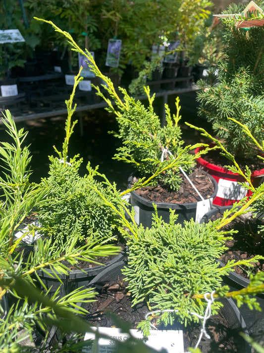 Juniperus chinensis 'Shimpaku'