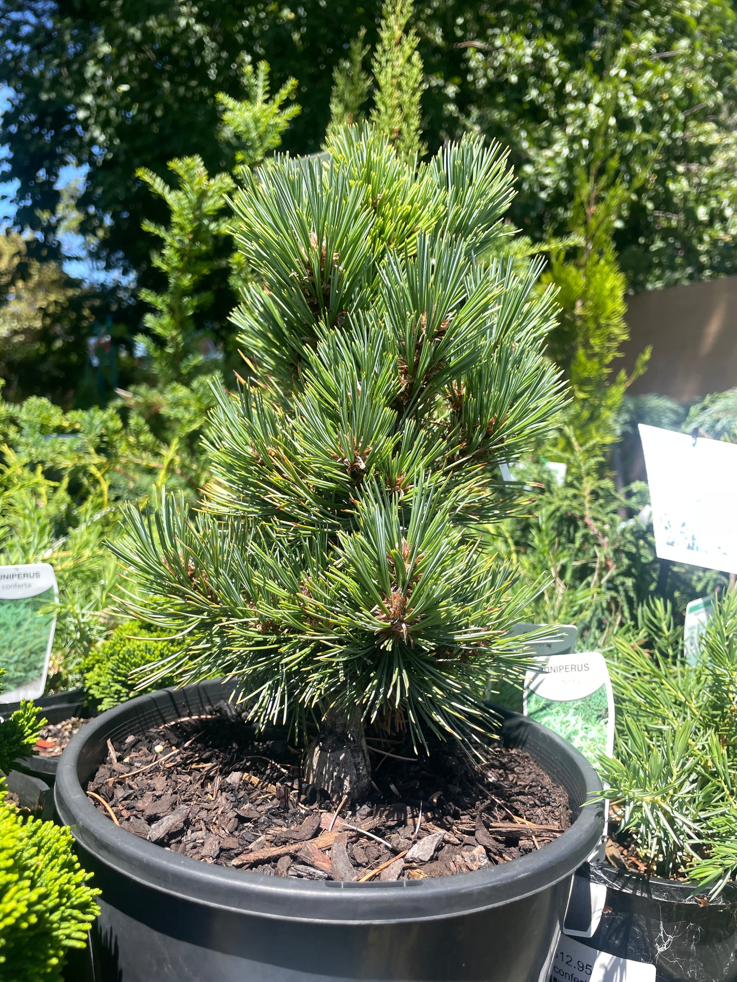 Pinus strobiformis 'Loma Linda'