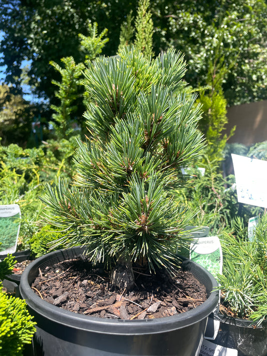 Pinus strobiformis 'Loma Linda'