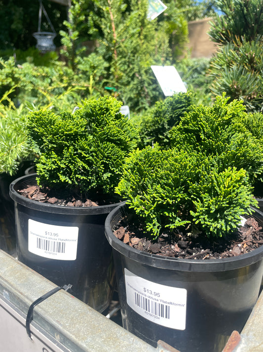 Chamaecyparis obtusa 'Flabelliformis'