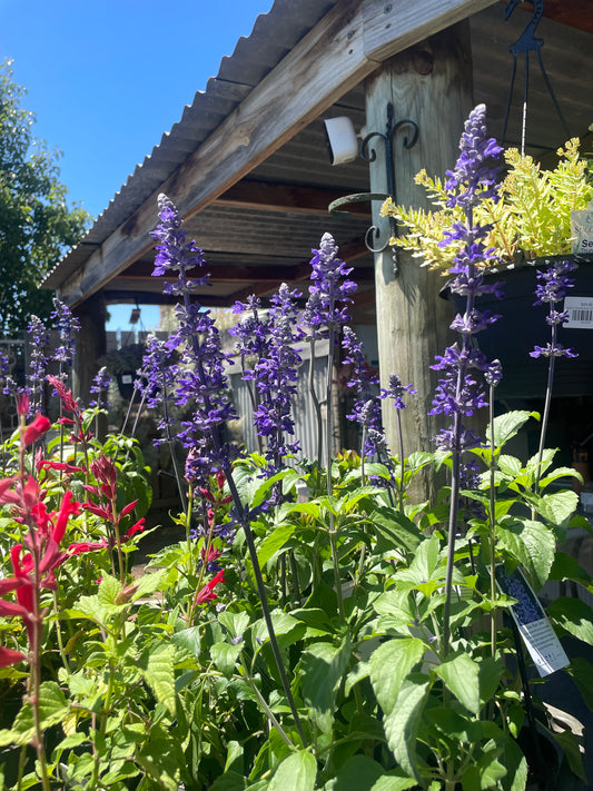 Salvia 'Mystic Spires'