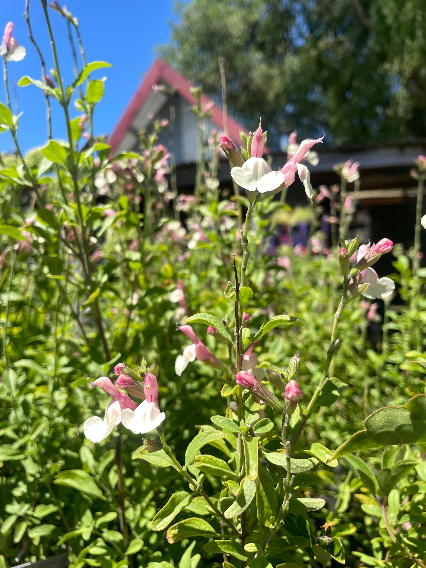 Salvia microphylla 'Candleglow'