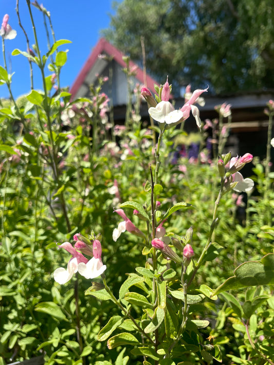 Salvia microphylla 'Candleglow'