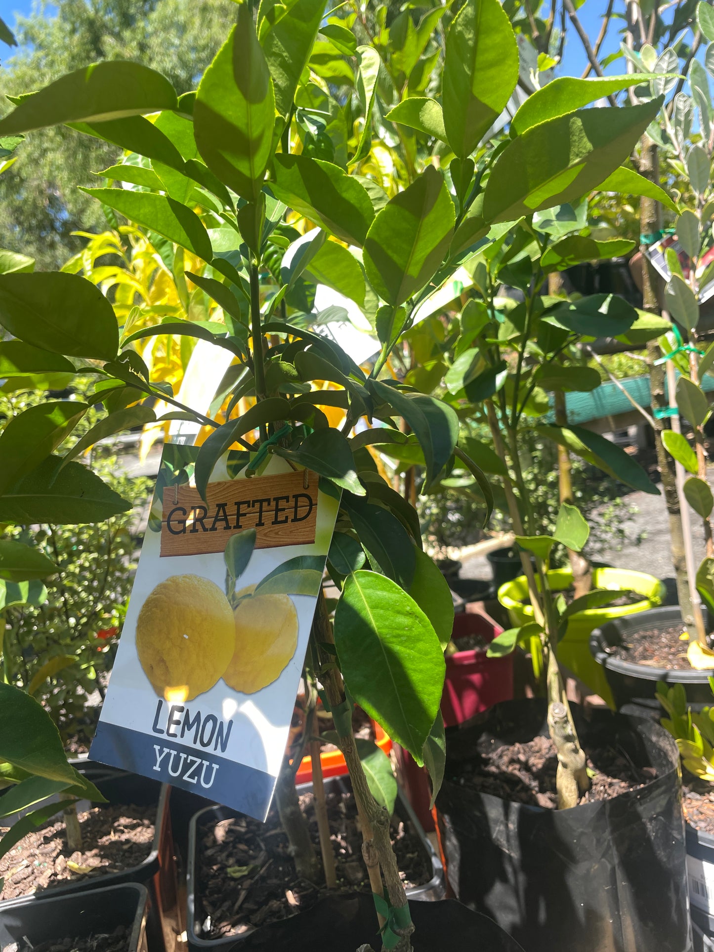 Citrus junos - Yuzu lemon