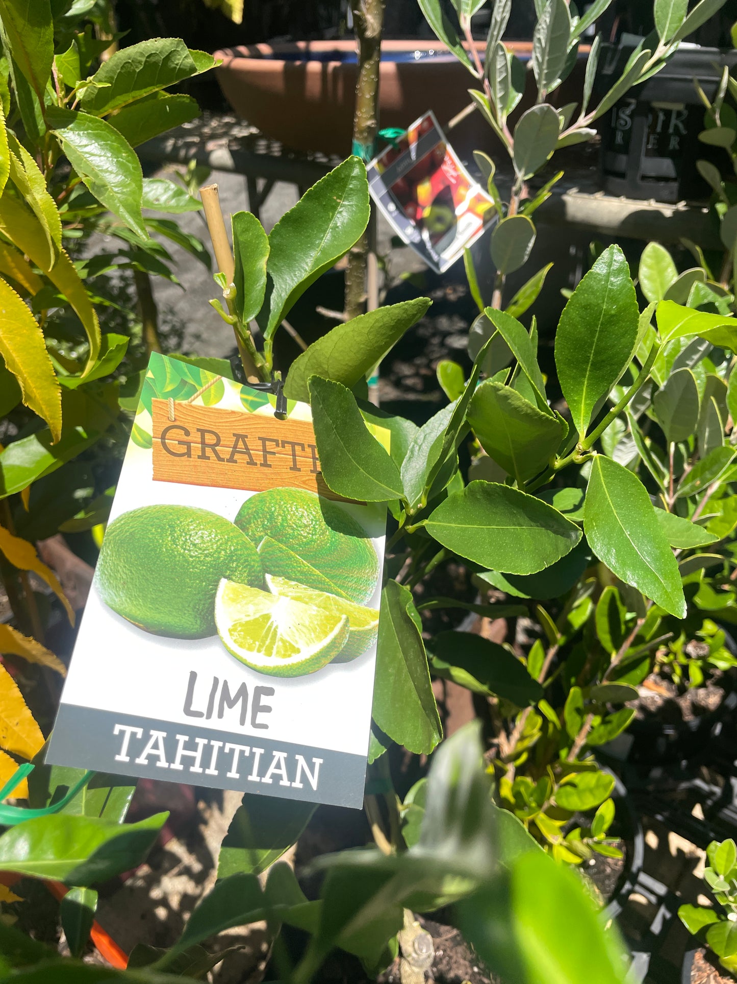 Citrus - Tahitian Lime