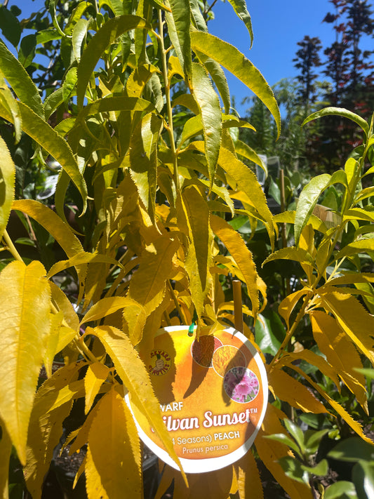 Prunus persica 'Silvan Sunset'