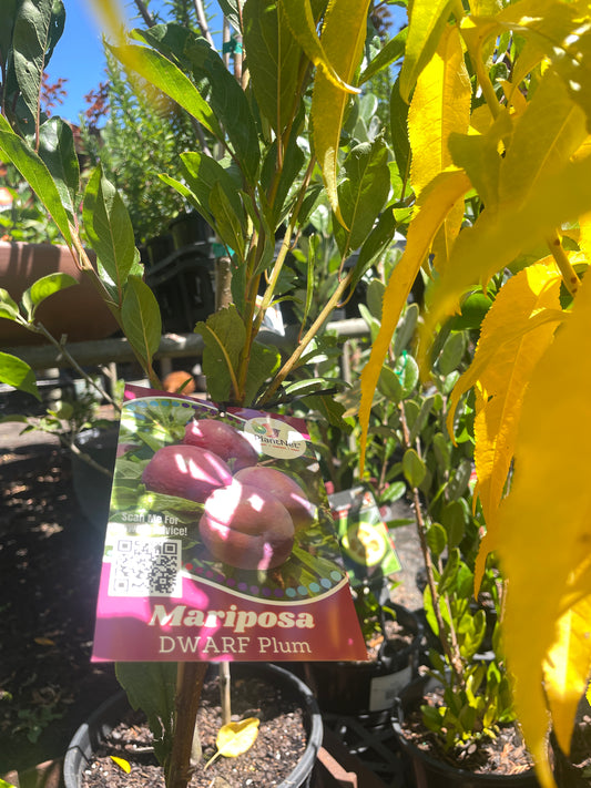 Prunus salicina 'Mariposa'