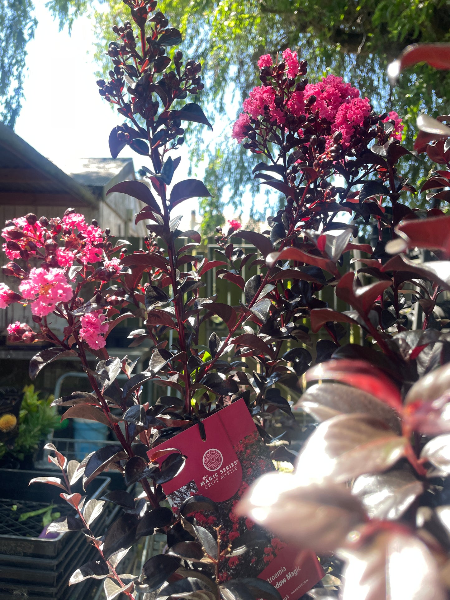 Lagerstroemia 'Shadow Magic™'
