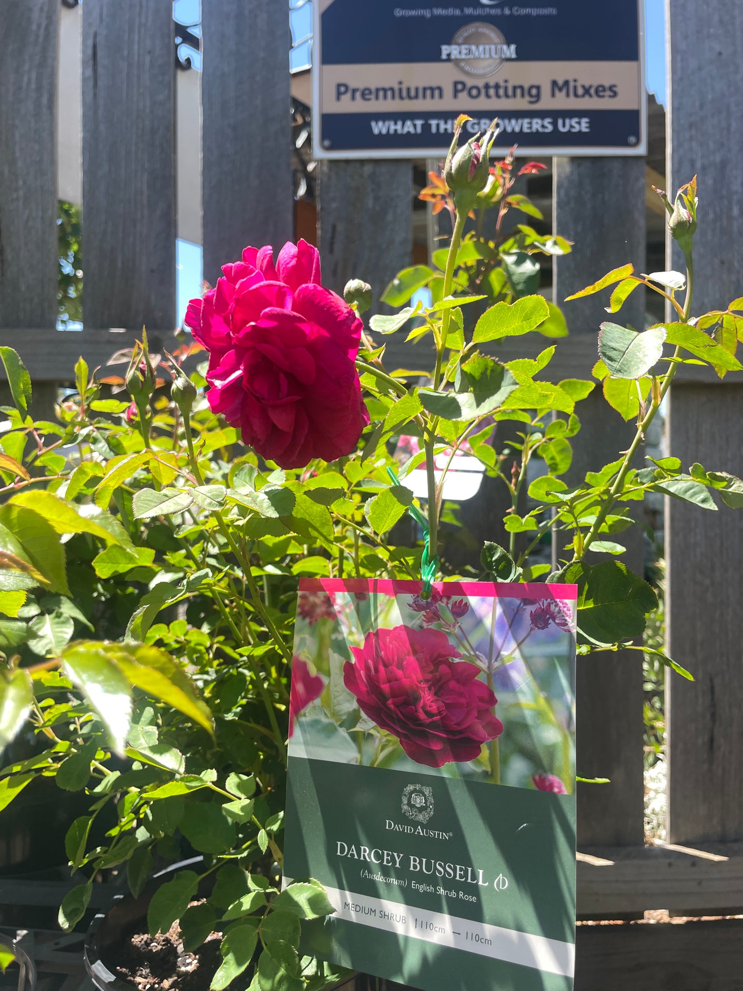 Rosa 'Darcey Bussell'