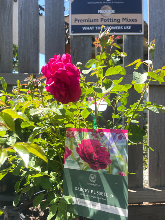 Rosa 'Darcey Bussell'