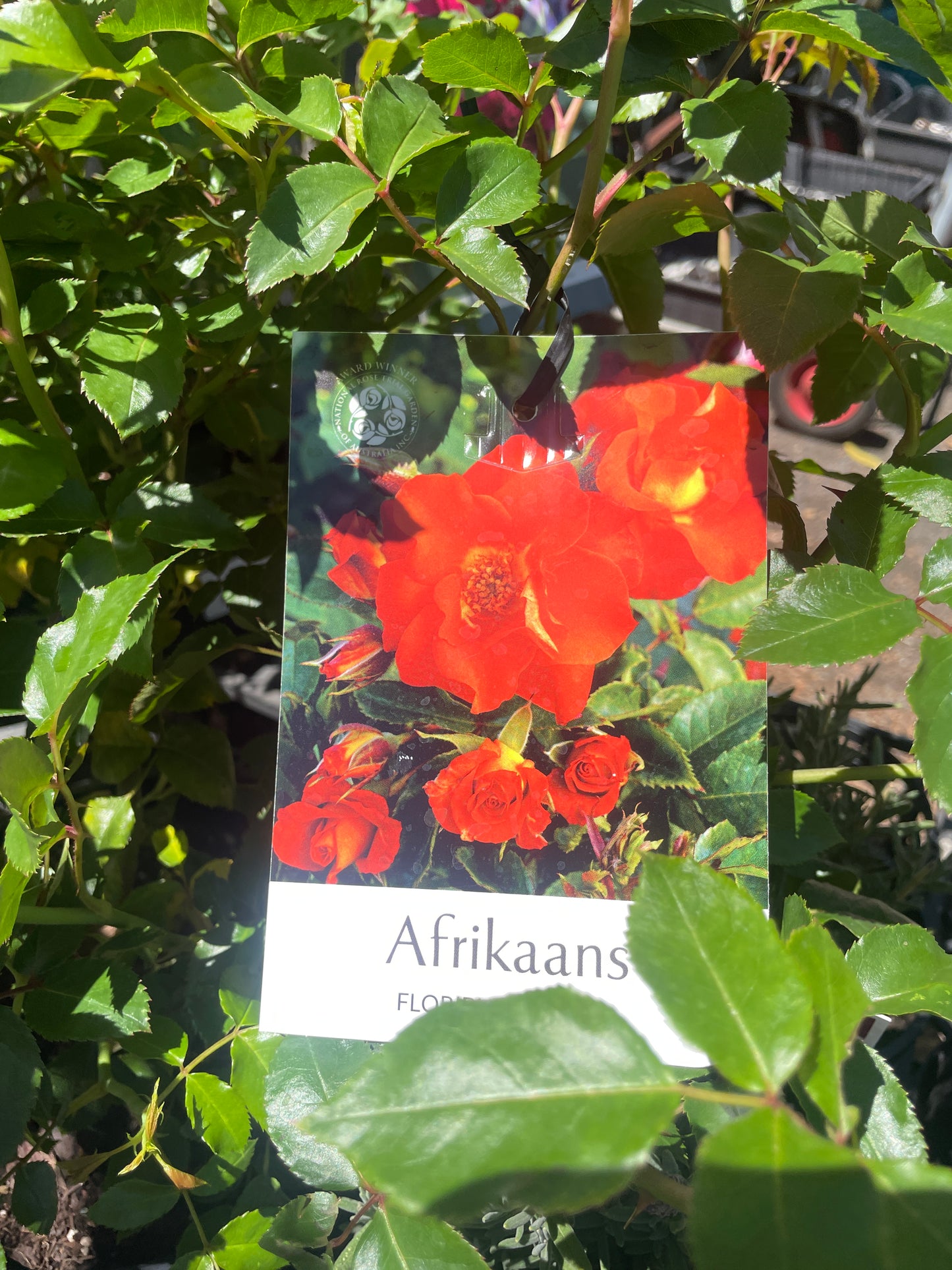 Rosa 'Afrikaans'