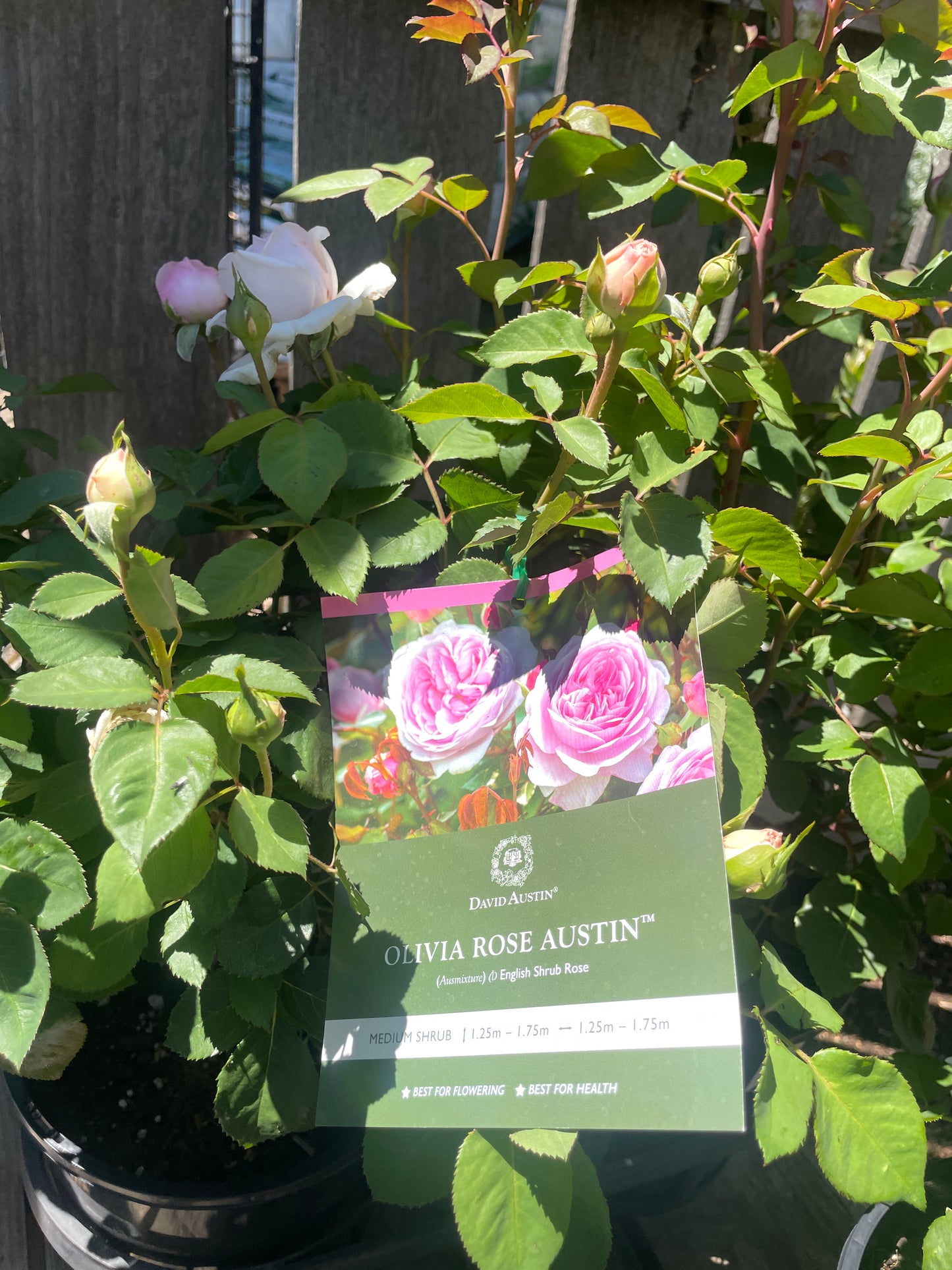 Rosa 'Olivia'