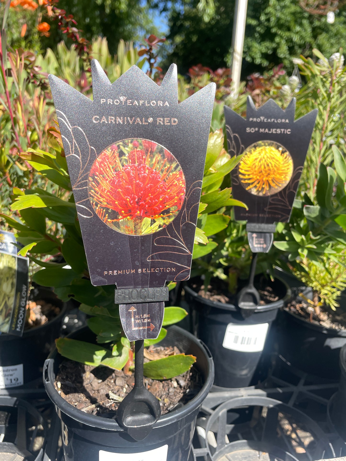 Leucospermum 'Carnival Red' - Pincushion