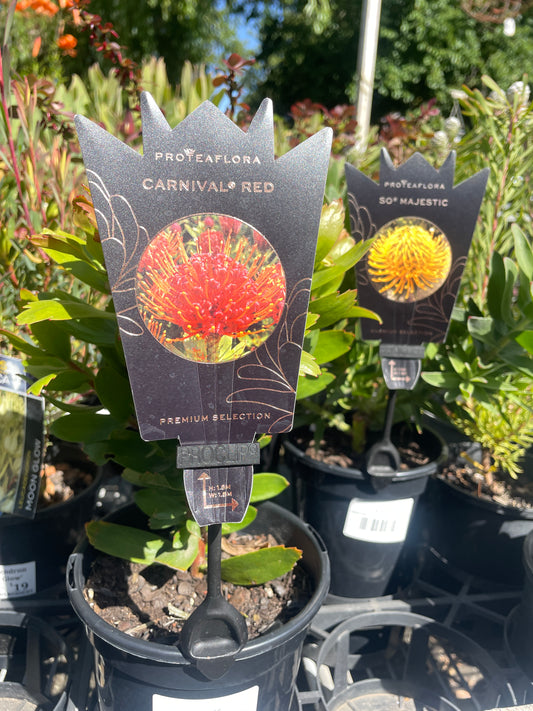 Leucospermum 'Carnival Red' - Pincushion