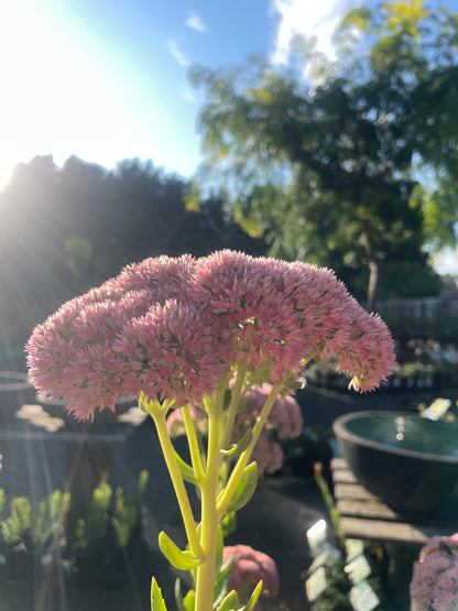 Hylotelephium spectabile 'Autumn Joy'