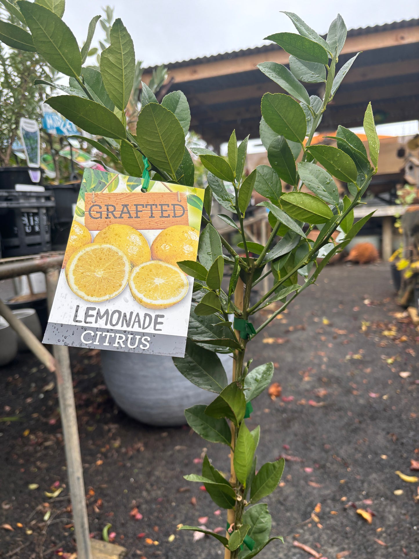 Citrus limon 'Lemonade'