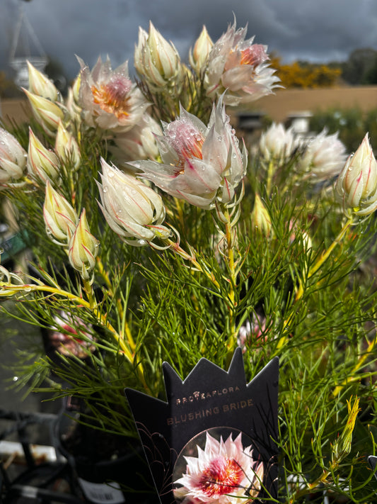 Serruria florida 'Blushing Bride'