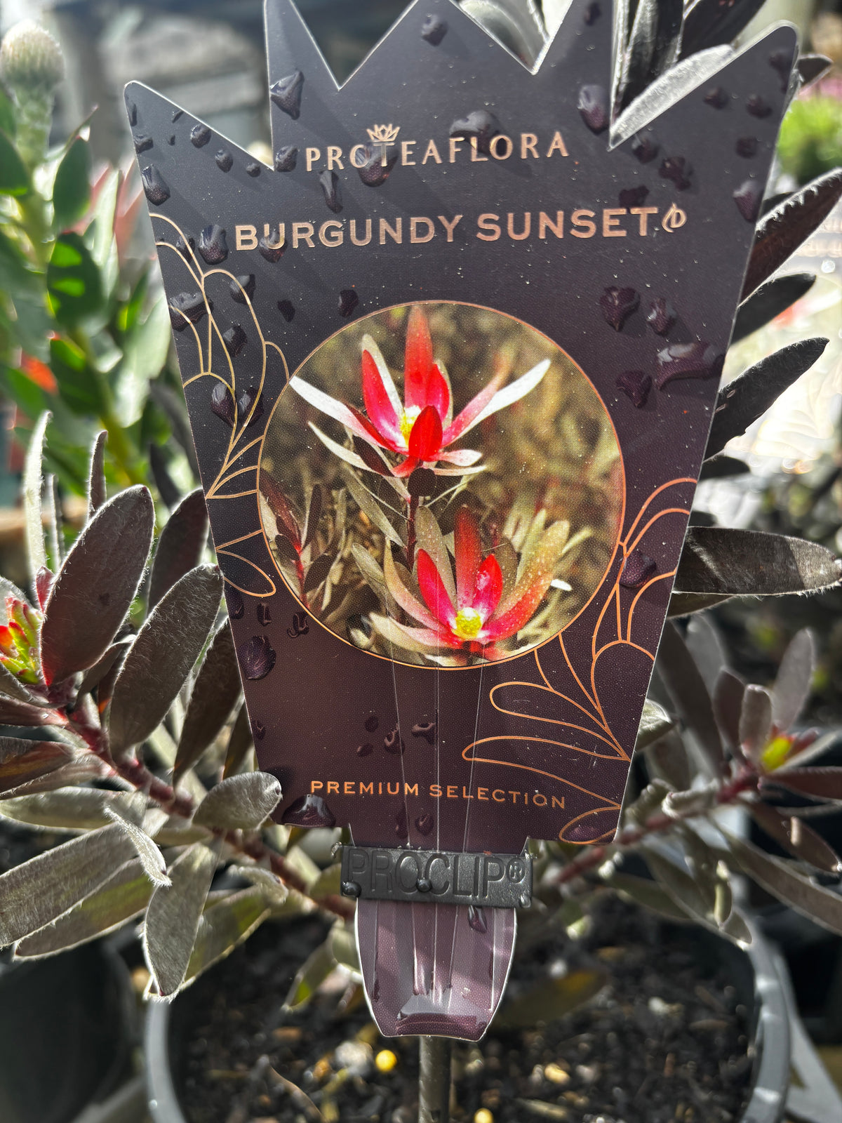 Leucadendron 'Burgundy Sunset'