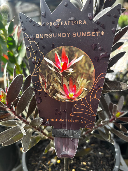 Leucadendron 'Burgundy Sunset'