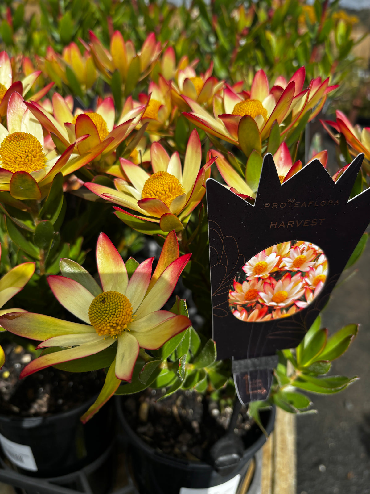 Leucadendron 'Harvest'