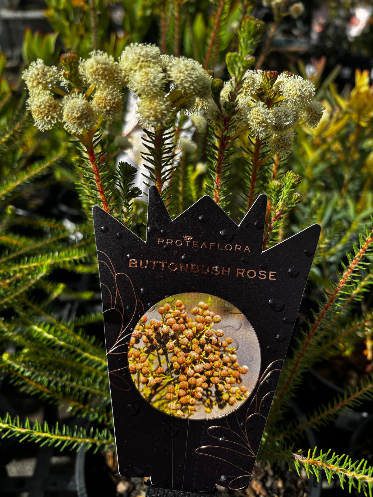 Berzelia lanuginosa - Buttonbush - Rose