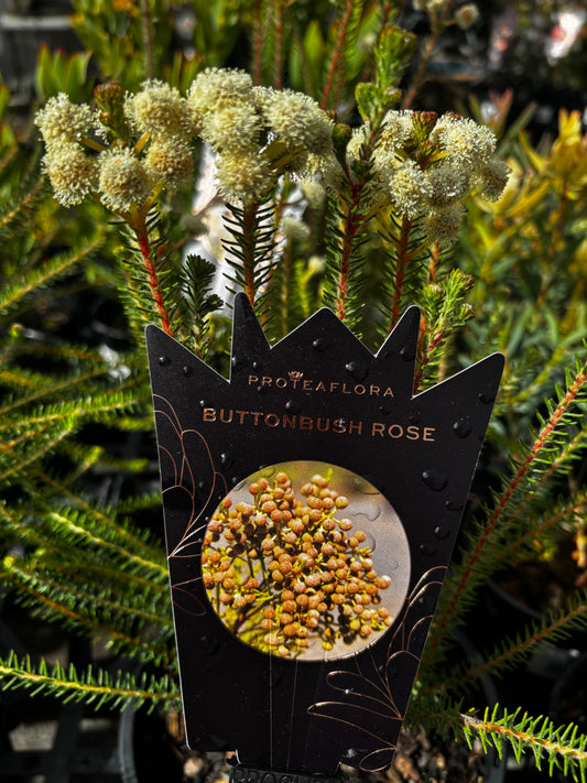 Berzelia lanuginosa - Buttonbush - Rose