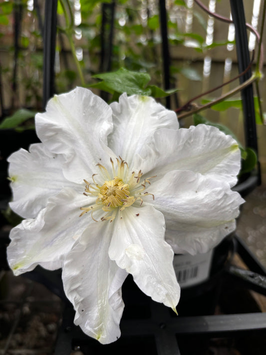 Clematis 'Veronica's Choice' - Ruffled White Clematis Climber
