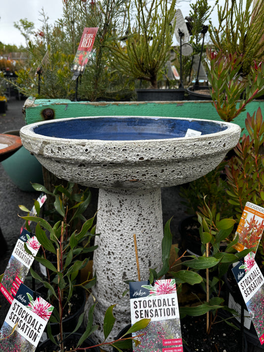 Coral Birdbath - White Coral - 46 cm Diameter × 60 cm High