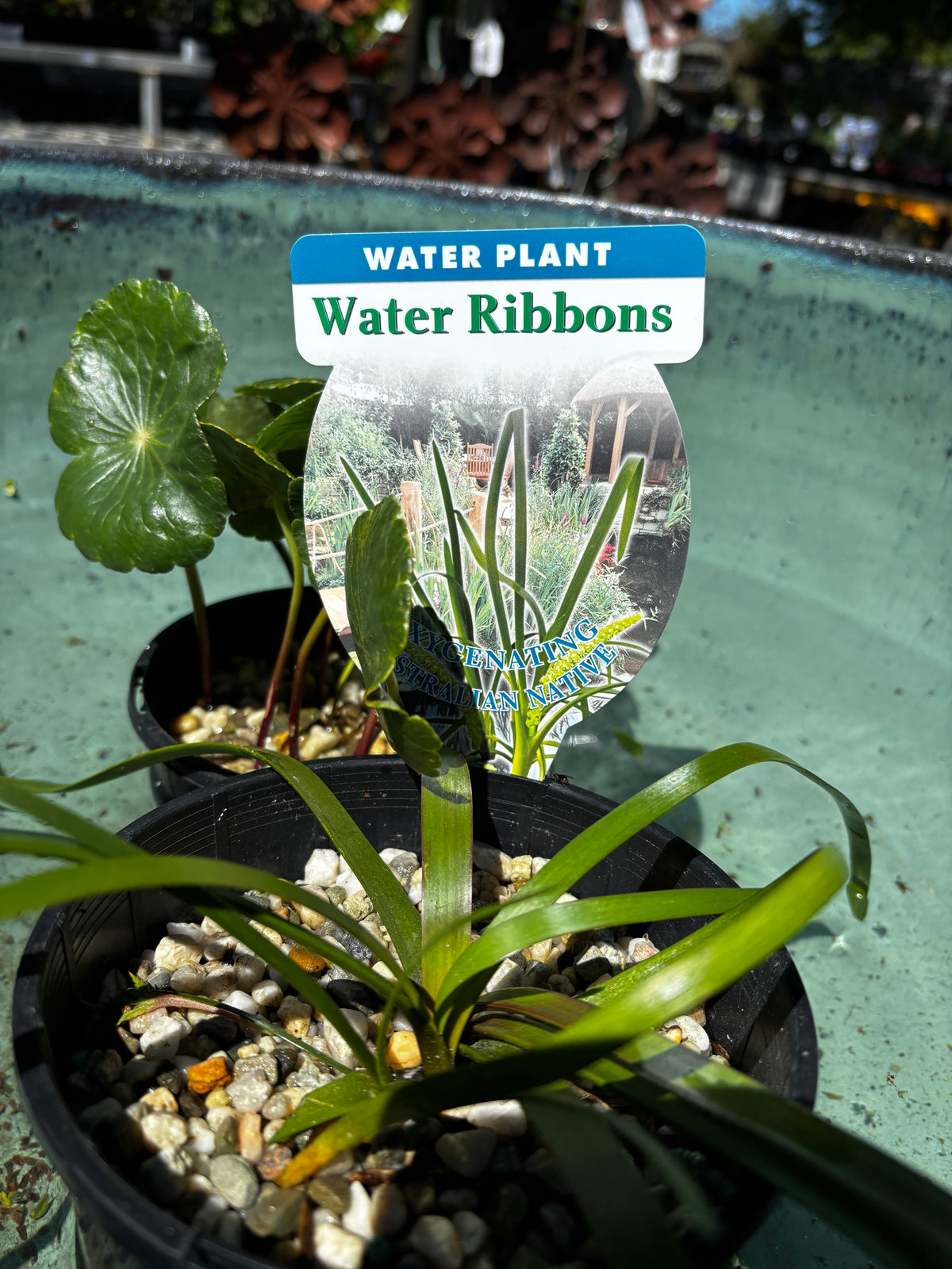 Triglochin procerum - Water Ribbon