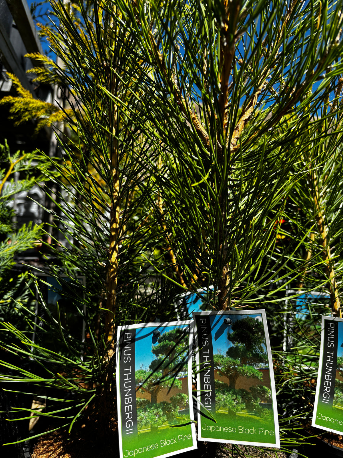Pinus thunbergii - Japanese Black Pine