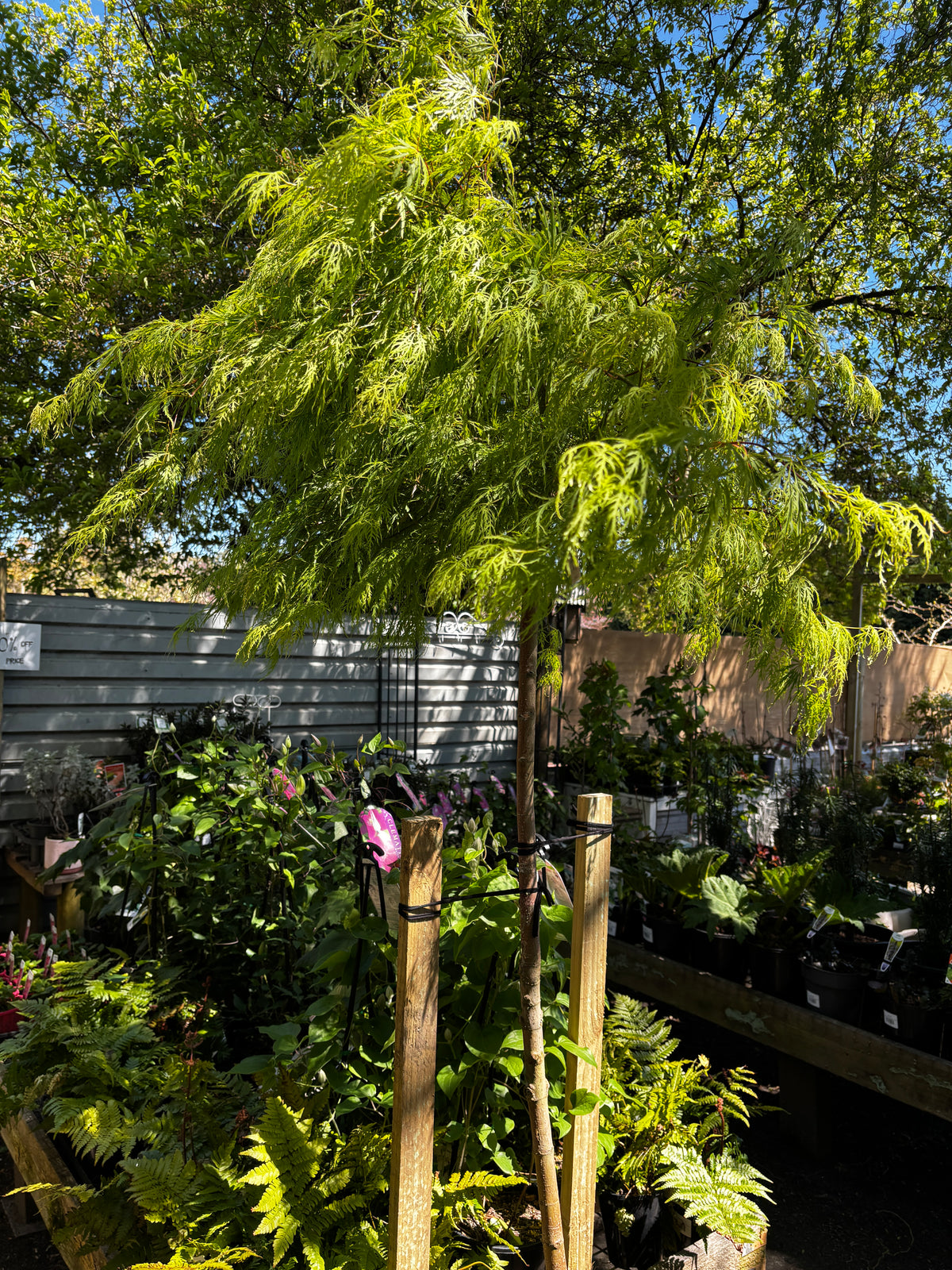 Acer palmatum dissectum ‘Viridis’ - Green Laceleaf Japanese Maple Tall Standard