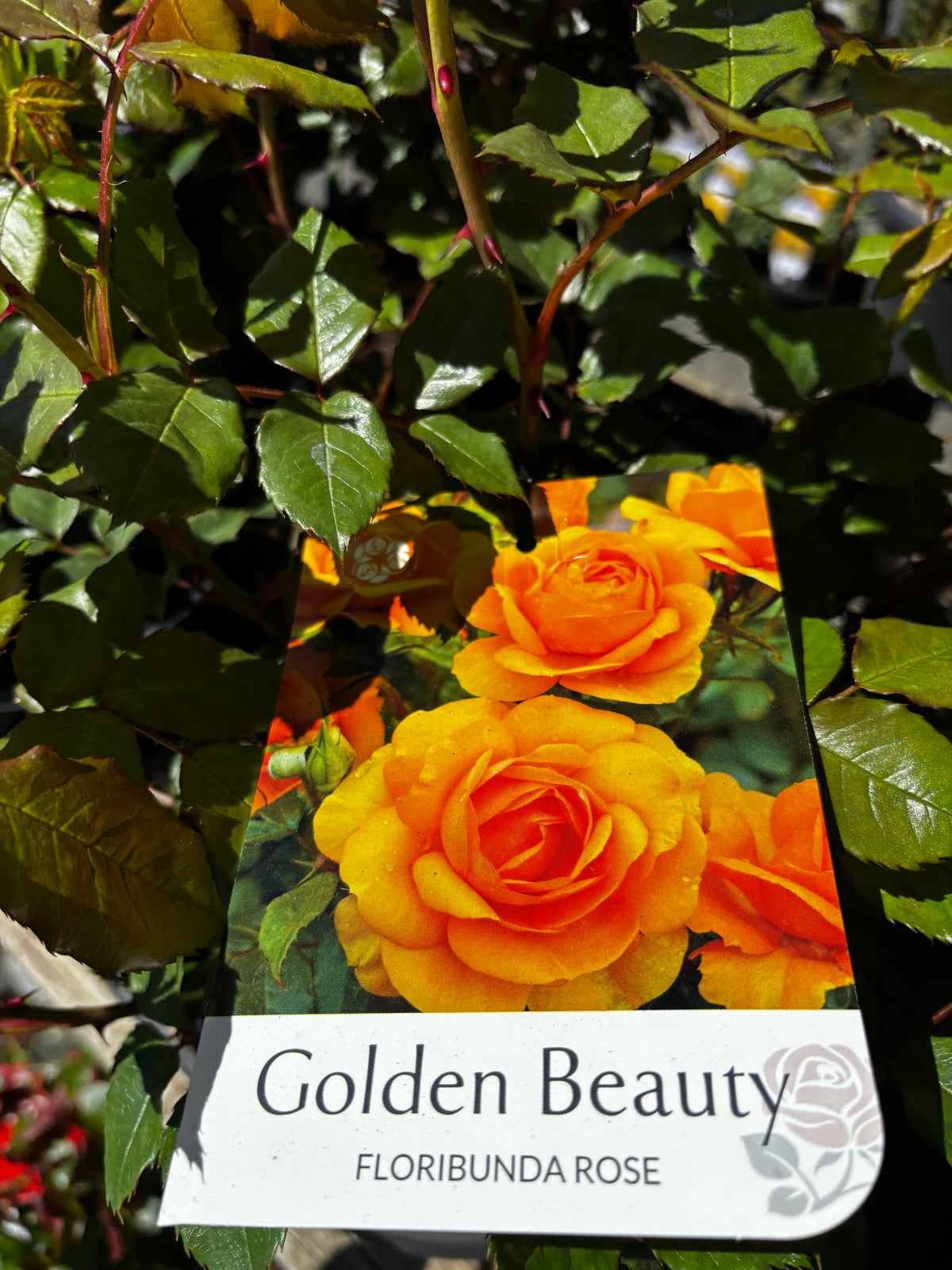 Rosa ‘Golden Beauty’ - Golden Amber Floribunda Rose