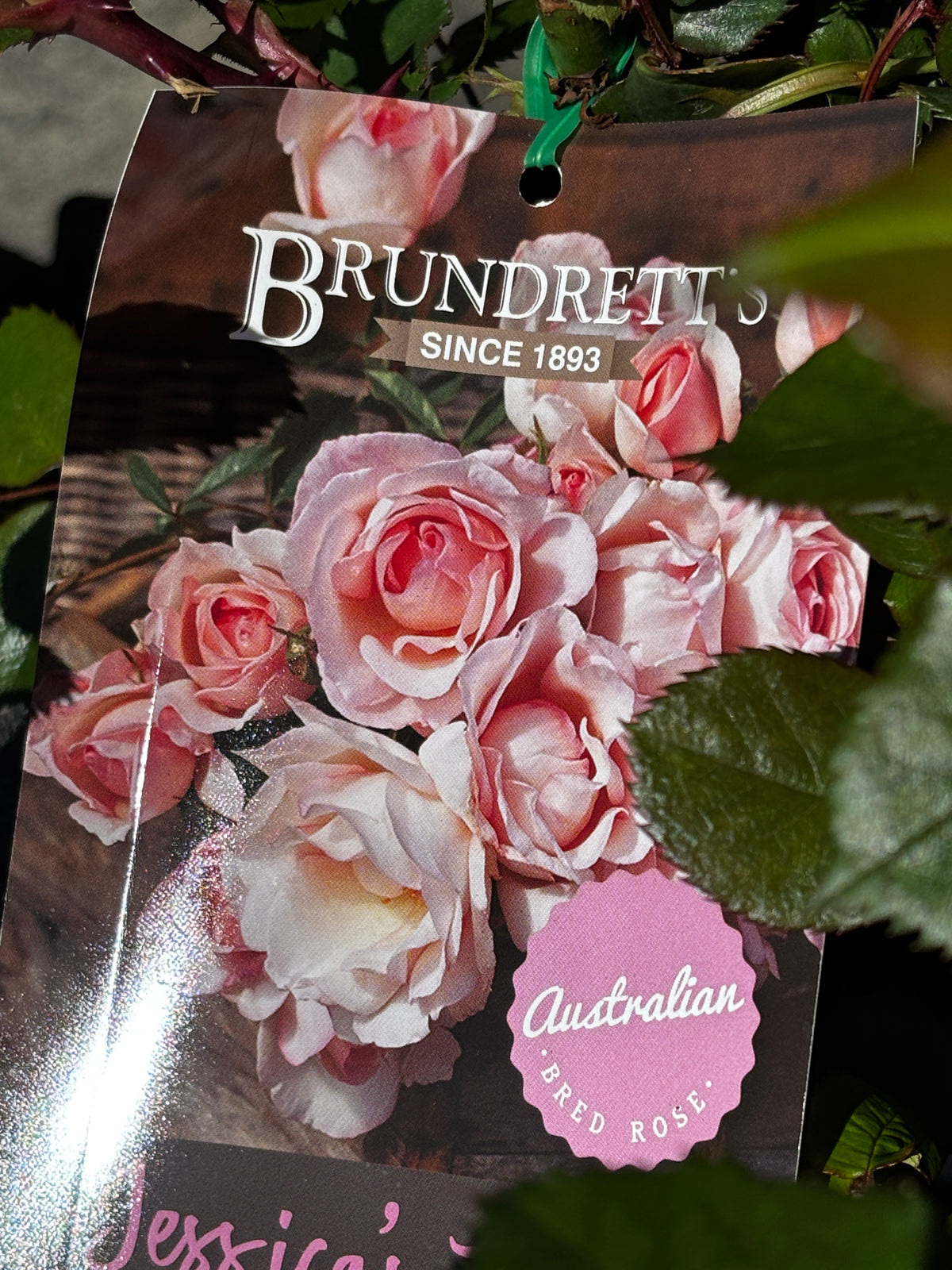 Rosa ‘Jessica’s Rose’ - Australian-Bred Soft Pink Rose
