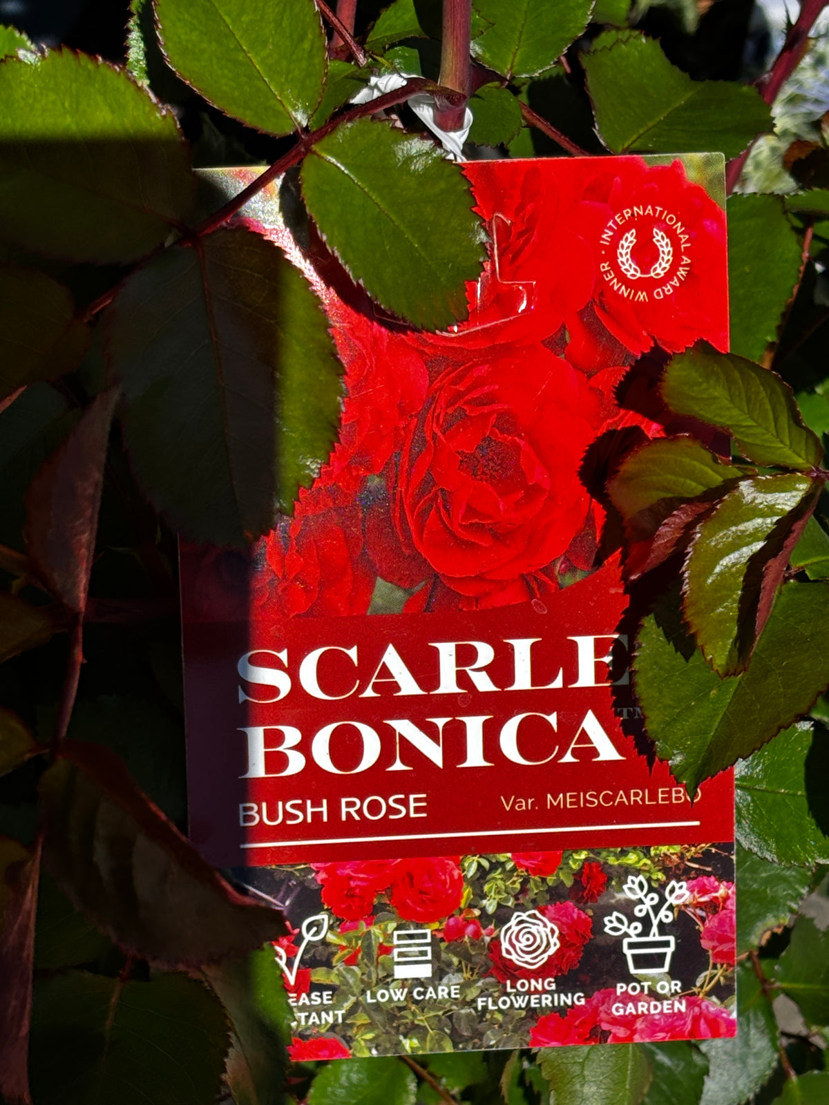 Rosa ‘Scarlet Bonica’ - Compact Red Floribunda Rose
