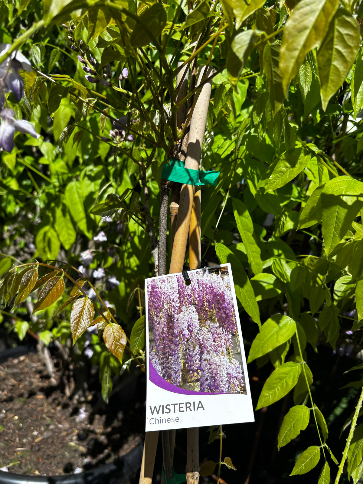 Wisteria sinensis ‘Purple’ - Chinese Wisteria