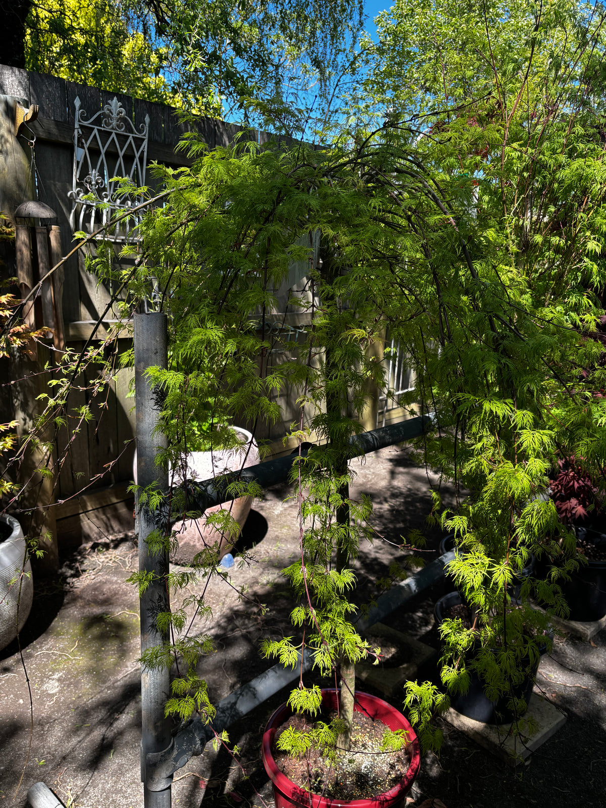 Acer palmatum ‘Emerald Lace’ - Japanese Maple Short Standard