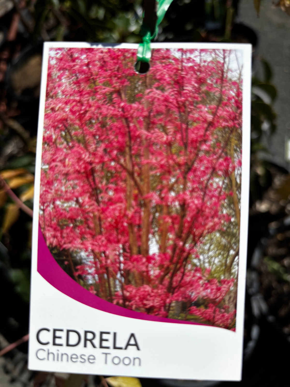 Toona sinensis (Cedrela sinensis) – Chinese Toon Shade Tree